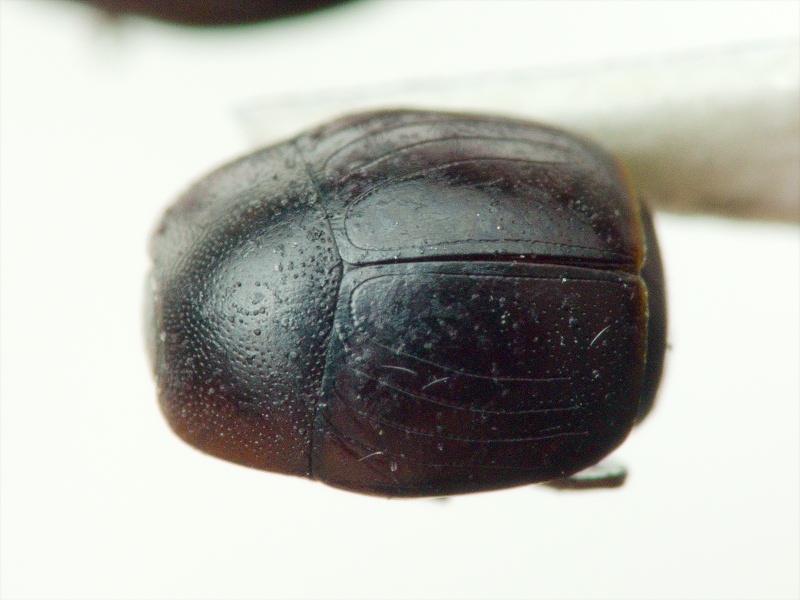 Histeridae Gyllenhal, 1808